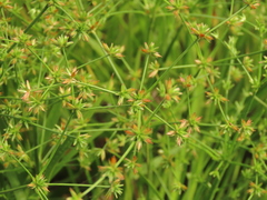 Juncus prismatocarpus leschenaultii