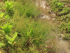 Juncus prismatocarpus leschenaultii