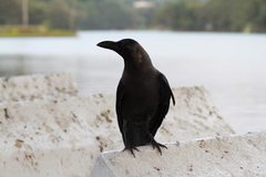 Corvus splendens