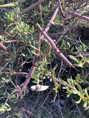 Periploca laevigata angustifolia