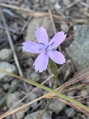 Dianthus charidemi