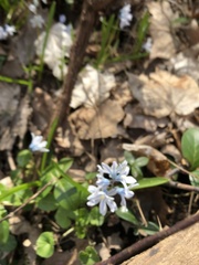 Puschkinia scilloides