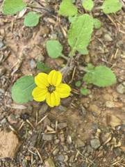 Chrysogonum