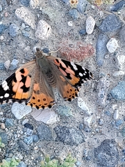 Vanessa cardui