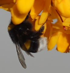 Bombus
