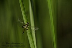 Celithemis martha