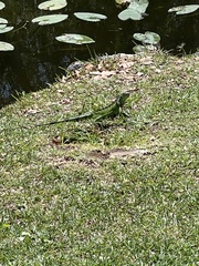 Iguana iguana