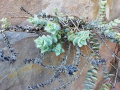 Crassula perforata perforata