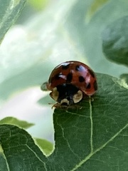 Harmonia axyridis