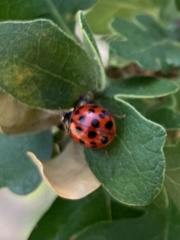 Harmonia axyridis