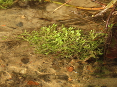 Riccia fluitans