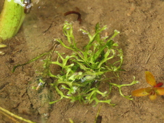 Riccia fluitans