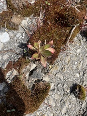 Micranthes virginiensis