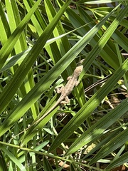 Anolis sagrei