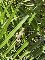 Anolis sagrei