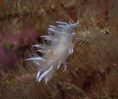 Dendronotus robilliardi