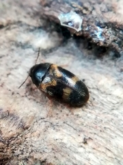Litargus balteatus
