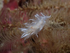 Dendronotus robilliardi