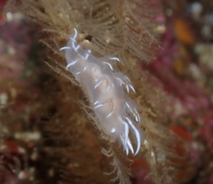 Dendronotus robilliardi