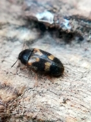 Litargus balteatus