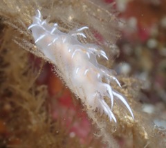 Dendronotus robilliardi