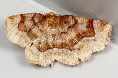 Metarranthis refractaria