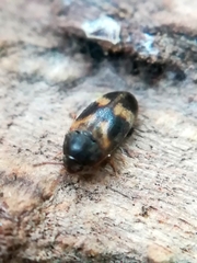 Litargus balteatus