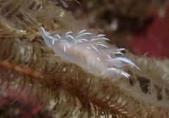 Dendronotus robilliardi