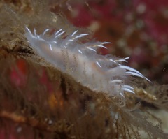 Dendronotus robilliardi