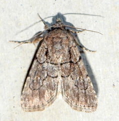 Sympistis induta