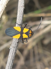 Oncopeltus varicolor varicolor