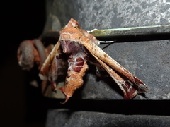 Eutelia pulcherrimus