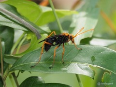 Leptodialepis bipartitus