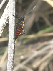Oncopeltus varicolor varicolor