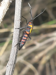 Oncopeltus varicolor varicolor