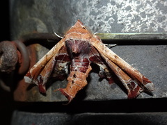 Eutelia pulcherrimus