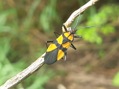 Oncopeltus varicolor varicolor