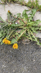 Taraxacum officinale