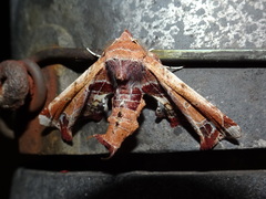 Eutelia pulcherrimus