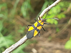 Oncopeltus varicolor varicolor