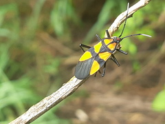 Oncopeltus varicolor varicolor