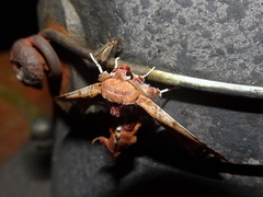 Eutelia pulcherrimus