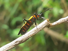 Oncopeltus varicolor varicolor