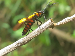 Oncopeltus varicolor varicolor