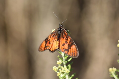 Acraea petraea