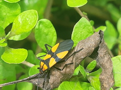 Oncopeltus varicolor varicolor