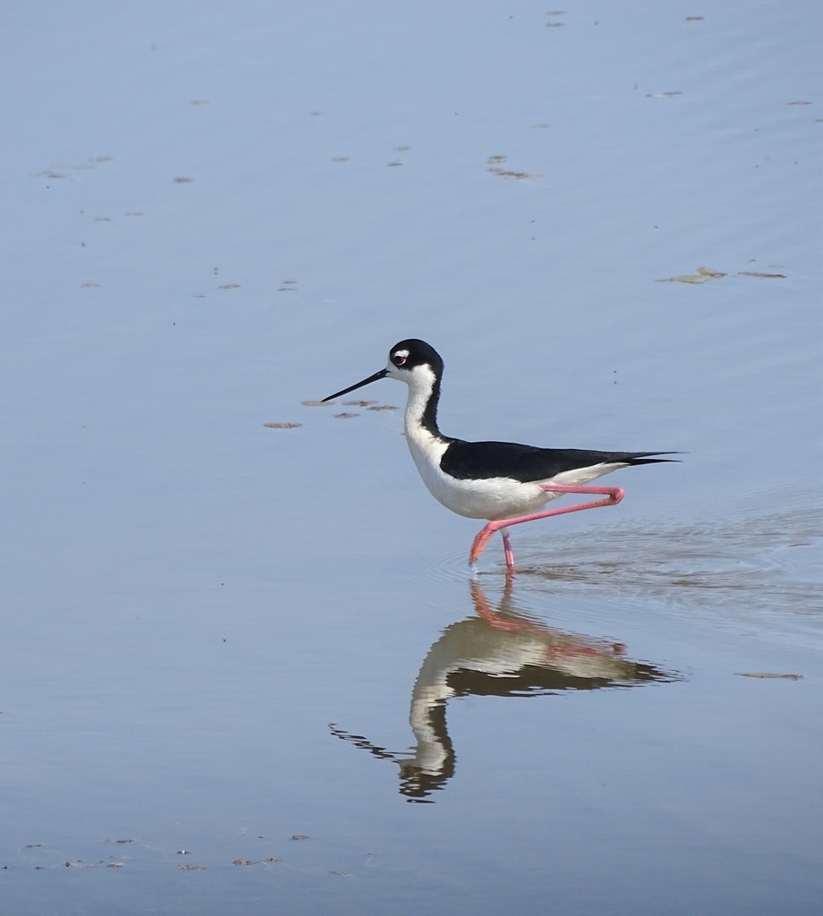 Black-necked Stilt from Funk Bottoms Wildlife Area, Wooster, OH 44691 ...