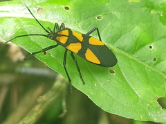 Oncopeltus varicolor varicolor