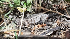 Sceloporus