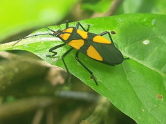 Oncopeltus varicolor varicolor